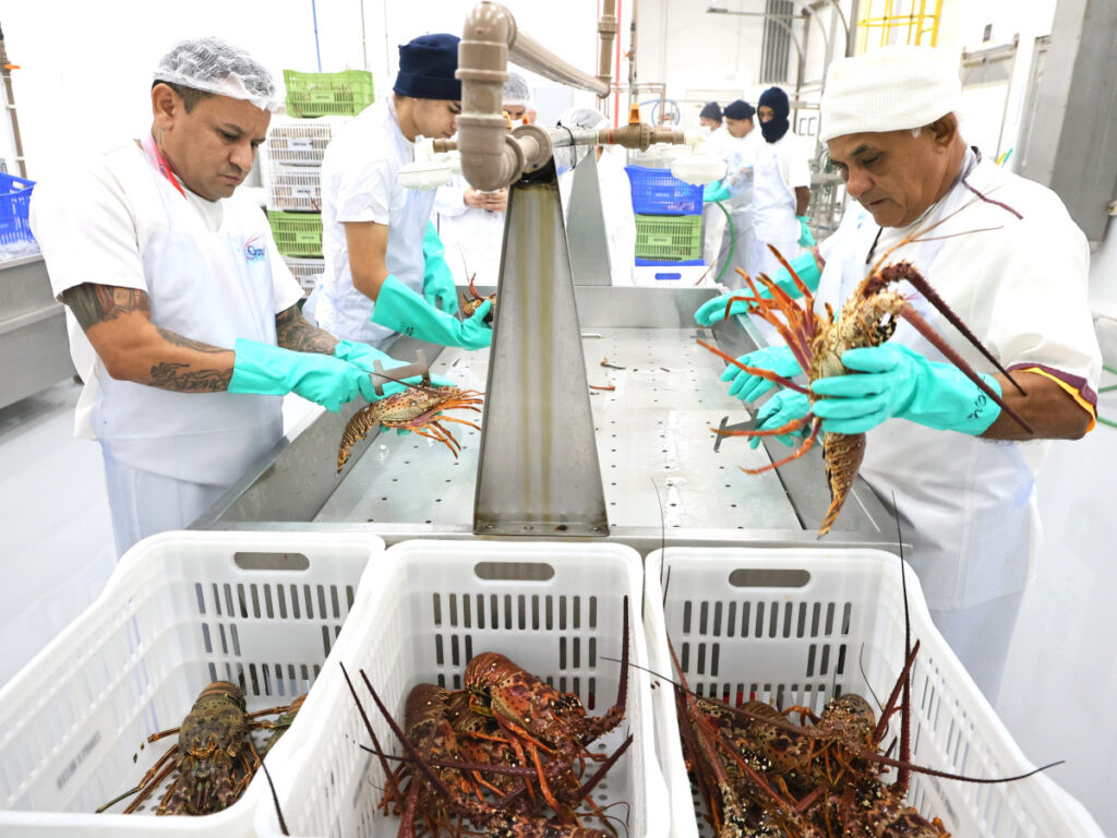 Da tradição à potência econômica: pescado cearense lidera exportações e impulsiona infraestrutura logística