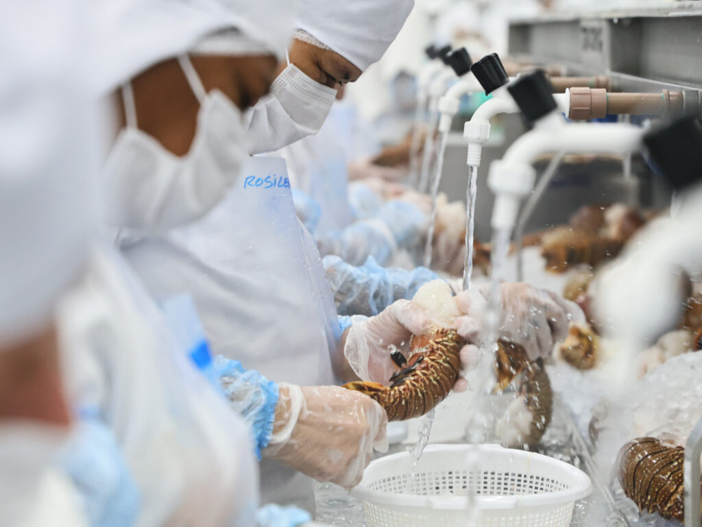 Da tradição à potência econômica: pescado cearense lidera exportações e impulsiona infraestrutura logística