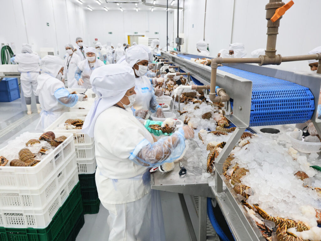 Da tradição à potência econômica: pescado cearense lidera exportações e impulsiona infraestrutura logística