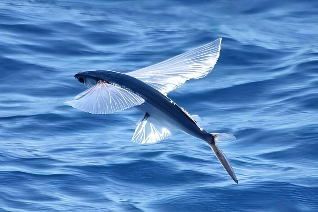 Peixe-voador do Nordeste ganha regulamentação inédita de coleta