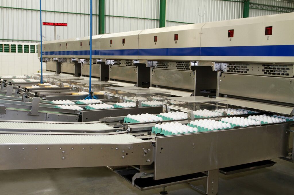 A Avine produz 2 milhões de ovos por dia e mantendo no portfólio: ovo tradicional ao cage-free, passando por versões enriquecidas com ômega-3 e vitamina E - Foto: Divulgação