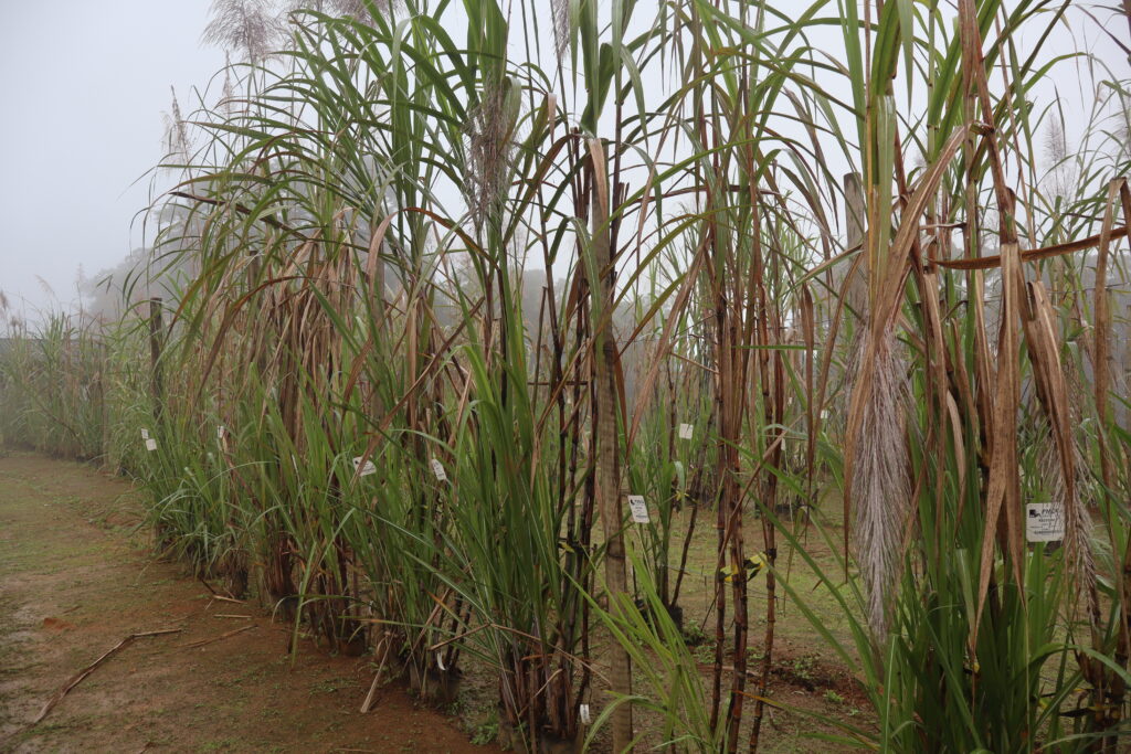 Variedades RB de cana-de-açúcar desenvolvidas com participação da Ufal