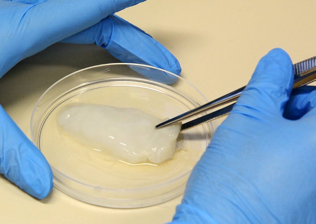 Estruturas tridimensionais de nanocelulose bacteriana  apresentam características semelhantes aos cortes decelularizados de peito de frango como tamanho e aparência. Foto: Lucas Scherer/Embrapa