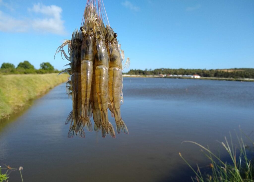 Por satélite, Ceará mapeia 16.233 hectares de aquicultura e lidera em camarão