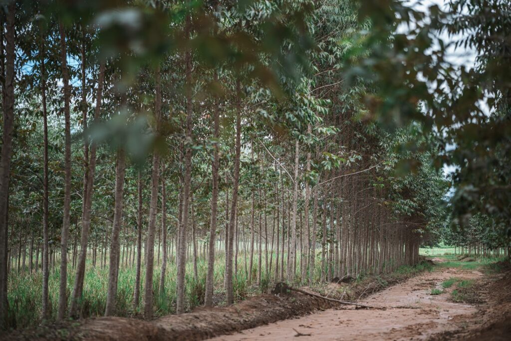 Produção de eucalipto em Alagoas