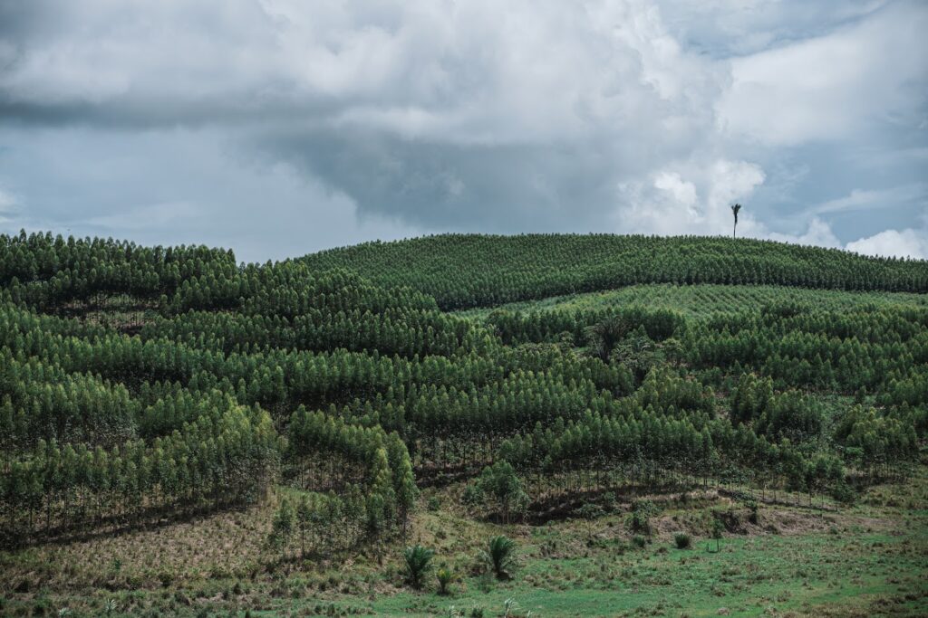 Área de plantação de eucaliptos em Alagoas 