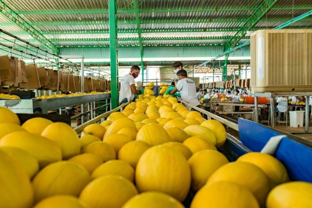 Colheita de melão em Morada Nova: operação reativada em 2025 gerou 1.600 empregos diretos na localidade de São João do Aruaru - Foto: Divulgação