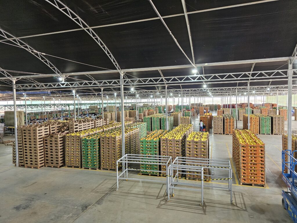 Colheita de melão em Morada Nova: operação reativada em 2025 gerou 1.600 empregos diretos na localidade de São João do Aruaru - Foto: Divulgação