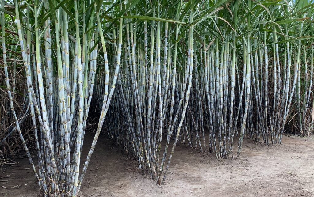 Variedade RB Cana de Alagoas