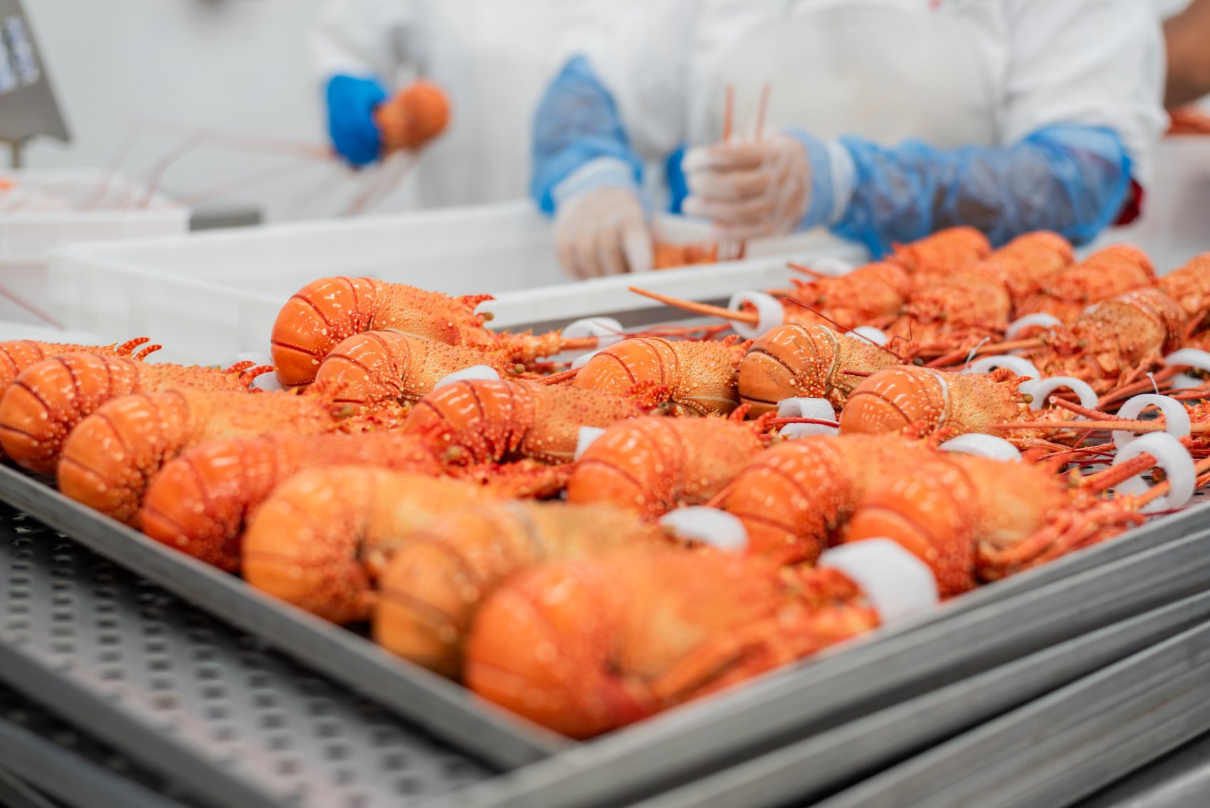 Setor pesqueiro cearense destina mais de 50% de suas exportações ao mercado norte-americano; nova tarifa pode inviabilizar embarques - Foto: FIEC/Divulgação