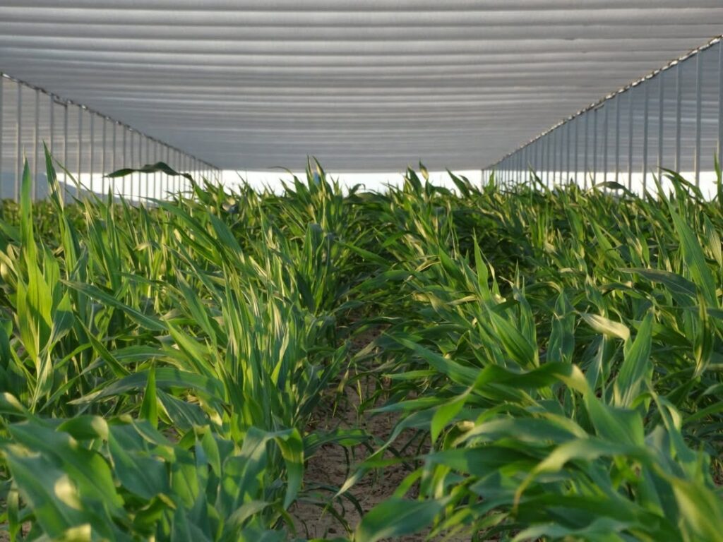 Início da polinização da estação de milho da unidade da GDM Seeds em Petrolina