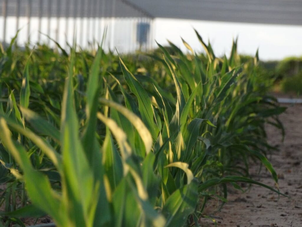 Início da polinização da estação de milho da unidade da GDM Seeds em Petrolina