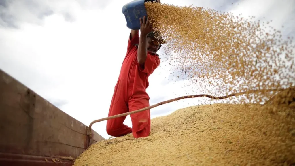 Produção de soja registra alta no Nordeste produtividade safra de grãos