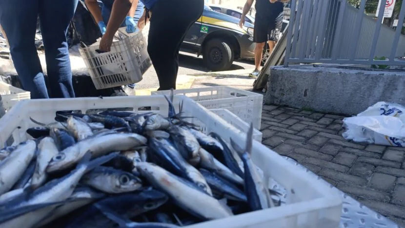 Quase 700 quilos de peixe-voador foram apreendidos pela PRF no km 130 da BR-406, em Taipu (RN), transportados sem documentação e sem refrigeração adequada
