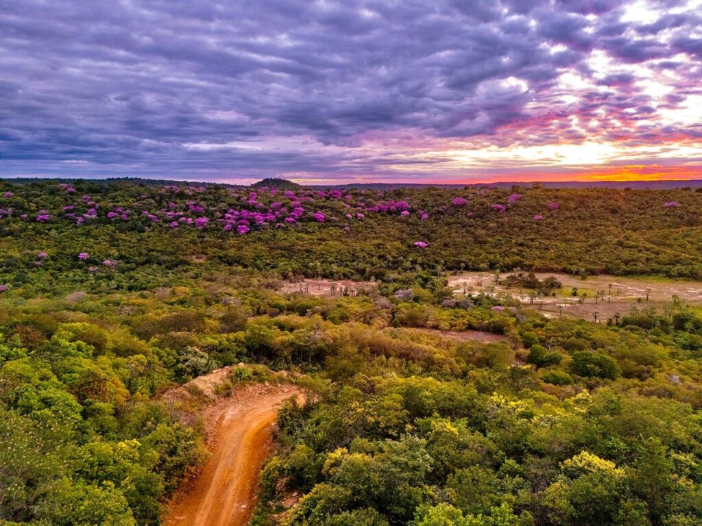 Florada dos ipês transforma Cânion do Rio Poti e impulsiona turismo em um dos maiores santuários arqueológicos das Américas