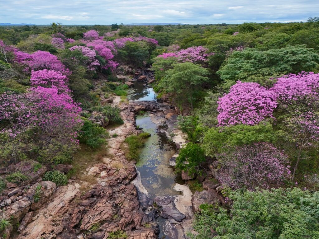 Florada dos ipês transforma Cânion do Rio Poti e impulsiona turismo em um dos maiores santuários arqueológicos das Américas