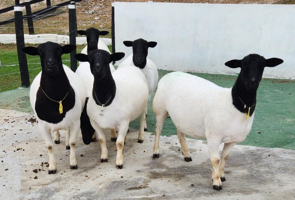 Melhoramento genético Agreste de Pernambuco - Foto: Sebrae/Divulgação