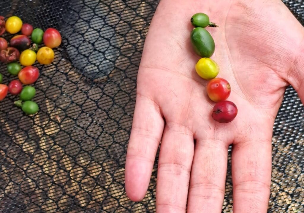 Café em Sergipe: censo inédito revela 21 mil plantas em 20 hectares e 18 cidades