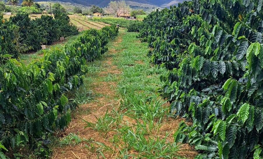 Café em Sergipe: censo inédito revela 21 mil plantas em 20 hectares e 18 cidades