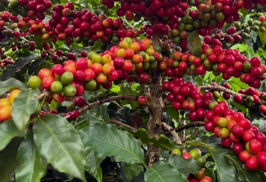 Café em Sergipe: censo inédito revela 21 mil plantas em 20 hectares e 18 cidades