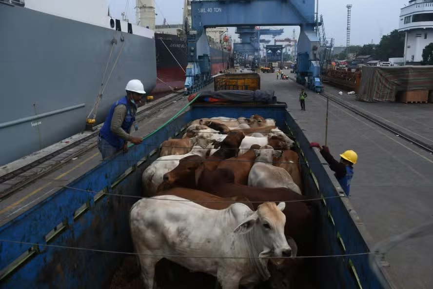 Gado vivo exportação por navio Foto: Getty Images