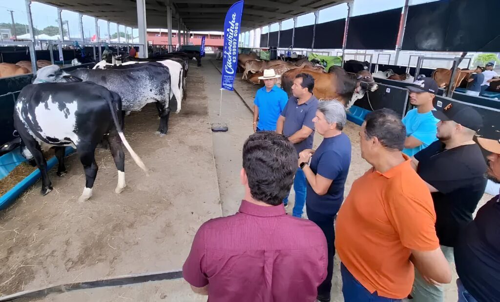 Sebrae lançou programa de melhoramento genético em Porto Real do Colégio