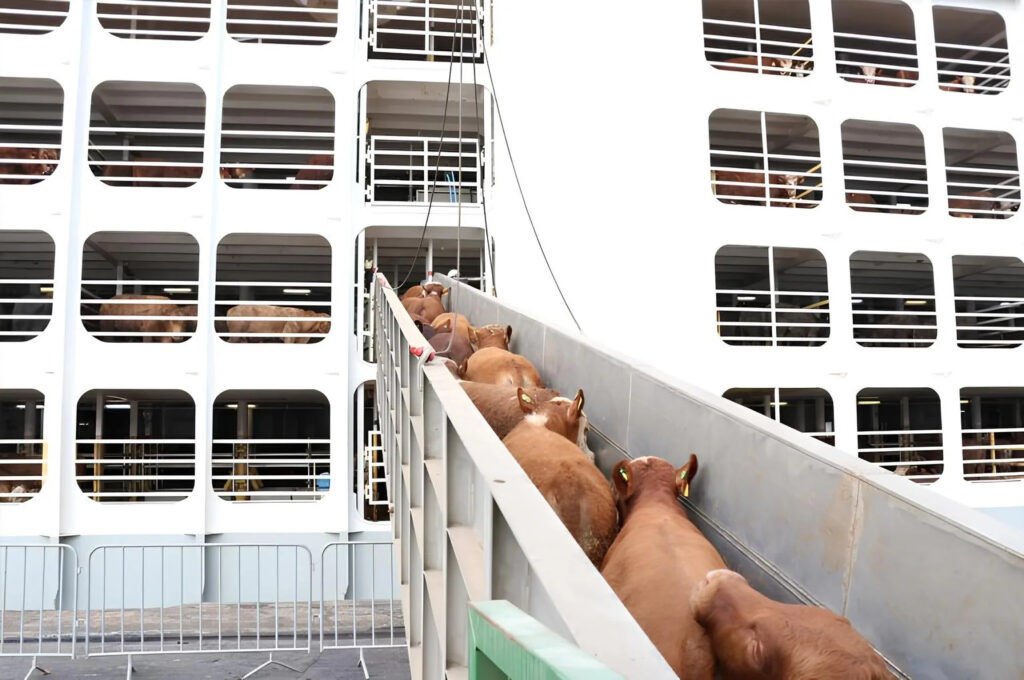Porto de Natal é habilitado para exportar gado vivo e mira R$ 1 bilhão ao ano