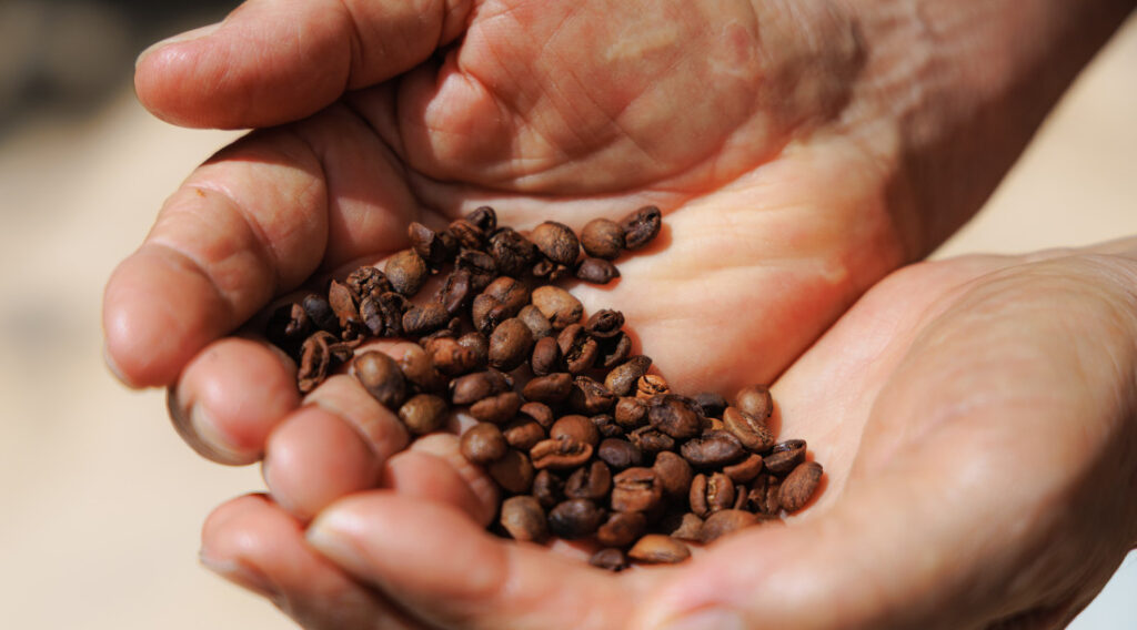 Café em Sergipe: censo inédito revela 21 mil plantas em 20 hectares e 18 cidades