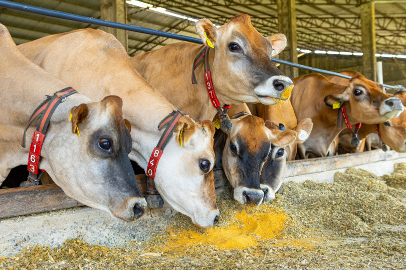 Com 3.350 kcal/kg, o DDGS não só se assemelha ao valor energético do milho, mas também substitui fontes de proteína na dieta, ajudando a reduzir custos com ração e a melhorar o desempenho produtivo. Foto: Inpasa/Reprodução