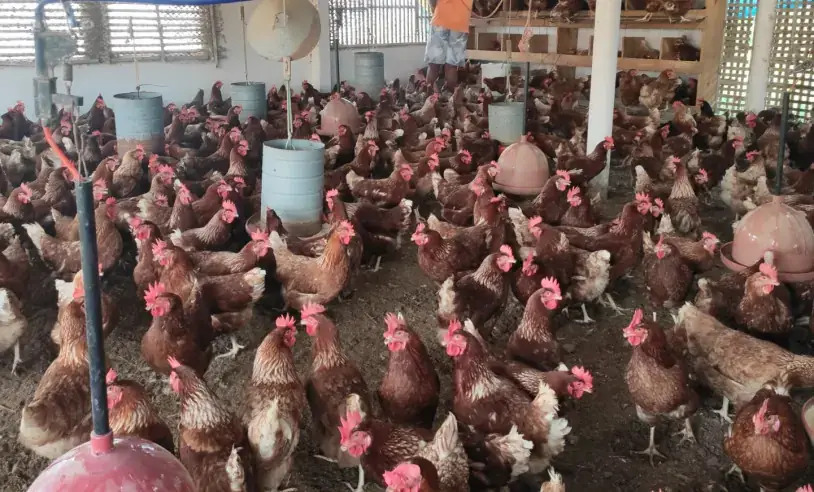 Avicultura caipira galinhas caipiras em viveiro. Foto: Sebrae/PB