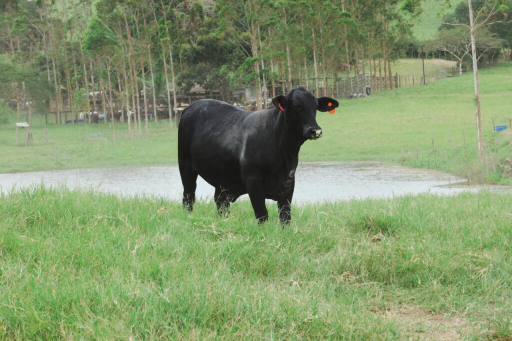Animais cooperativa Boi de Engenho
