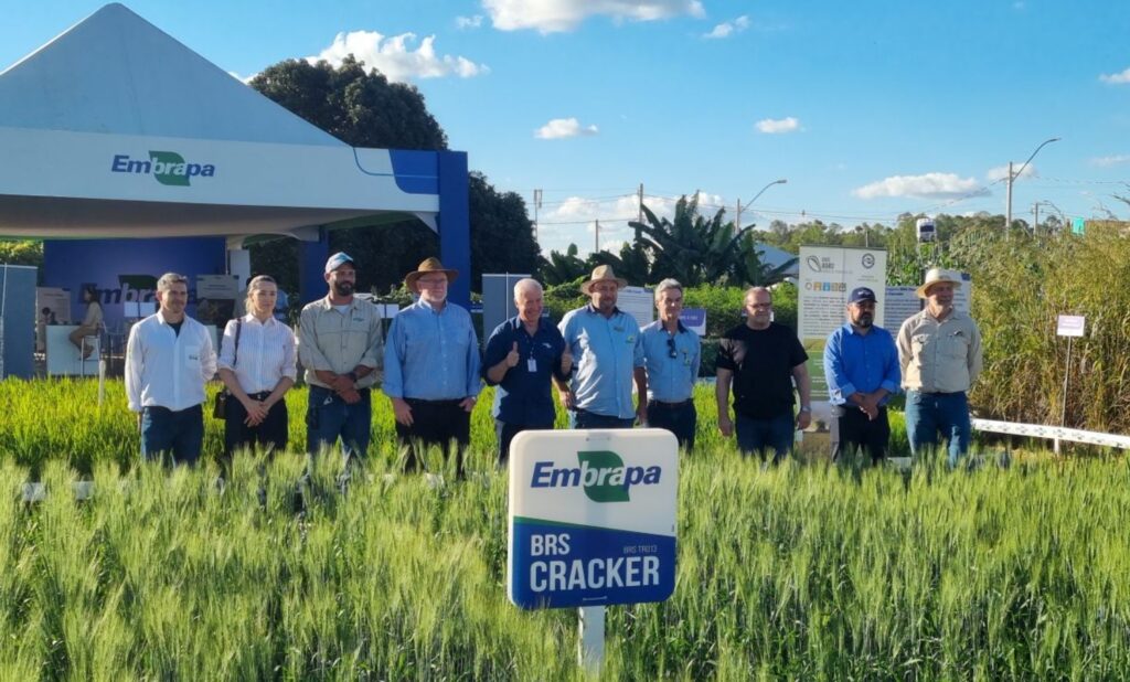 O nome da cultivar BRS Cracker é uma referência a um dos possíveis usos dos grãos do trigo tropical, que também são indicados para a fabricação de biscoitos doces e salgados