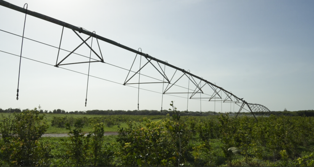 Cultivo de Jaborandi semiárido do Piauí Centroflora