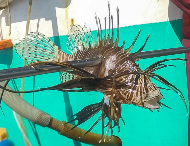 Um dos peixes-leão capturados por pescadores na costa do Rio Grande do Norte Foto: Arquivo pessoal