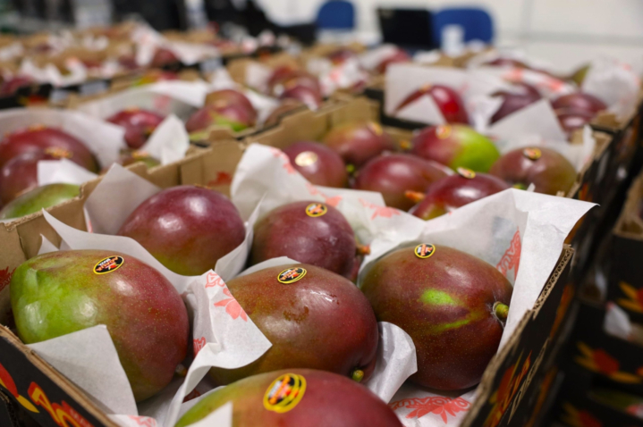 Fruticultura irrigada de Pernambuco e Rio Grande do Norte reforçam papel do Nordeste como uma das principais fornecedoras de frutas frescas para a Europa. Foto: Ascom Senar-MT