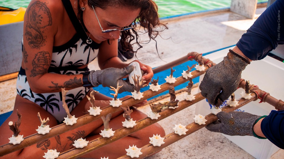 Restauração de corais Alagoas, parceria Biofábrica de Corais, ABIH Maceió Conventions & Bureau