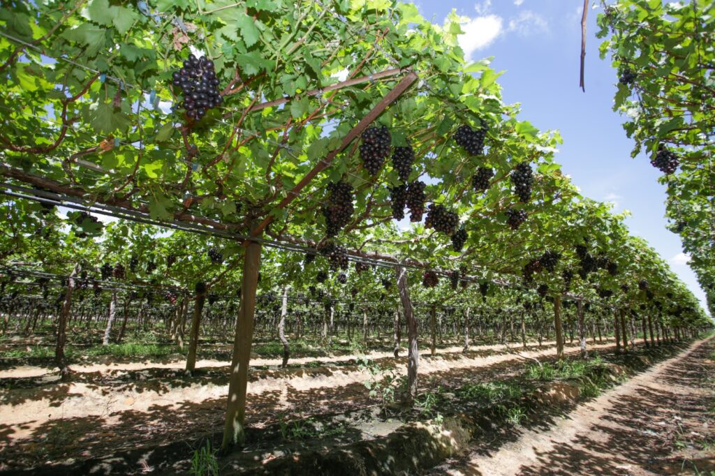 Uvas do Vale do São Francisco