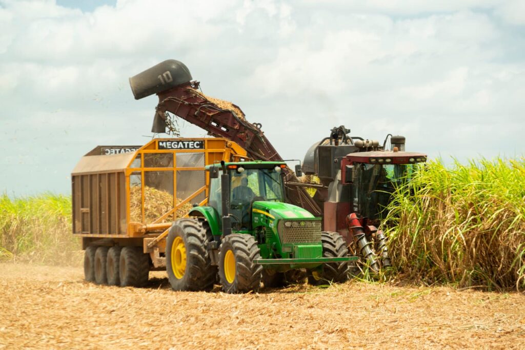 Mecanização da colheita na Usina Caeté, em São Miguel dos Campos, Alagoas