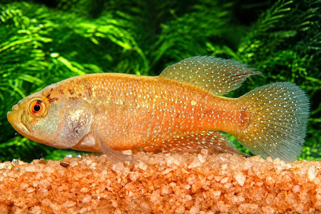 Peixe das nuvens, Ceará
