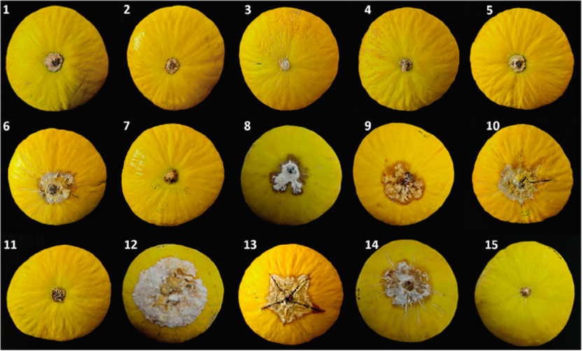 Variedade Goldex, tipo de melão cultivado no Rio Grande do Norte, exibem sintomas de podridão após a inoculação com 14 diferentes espécies do fungo do gênero Fusarium em estudo realizados por pesquisadores da Ufersa e do The Connecticut Agricultural Experiment Station. Foto: Divulgação
