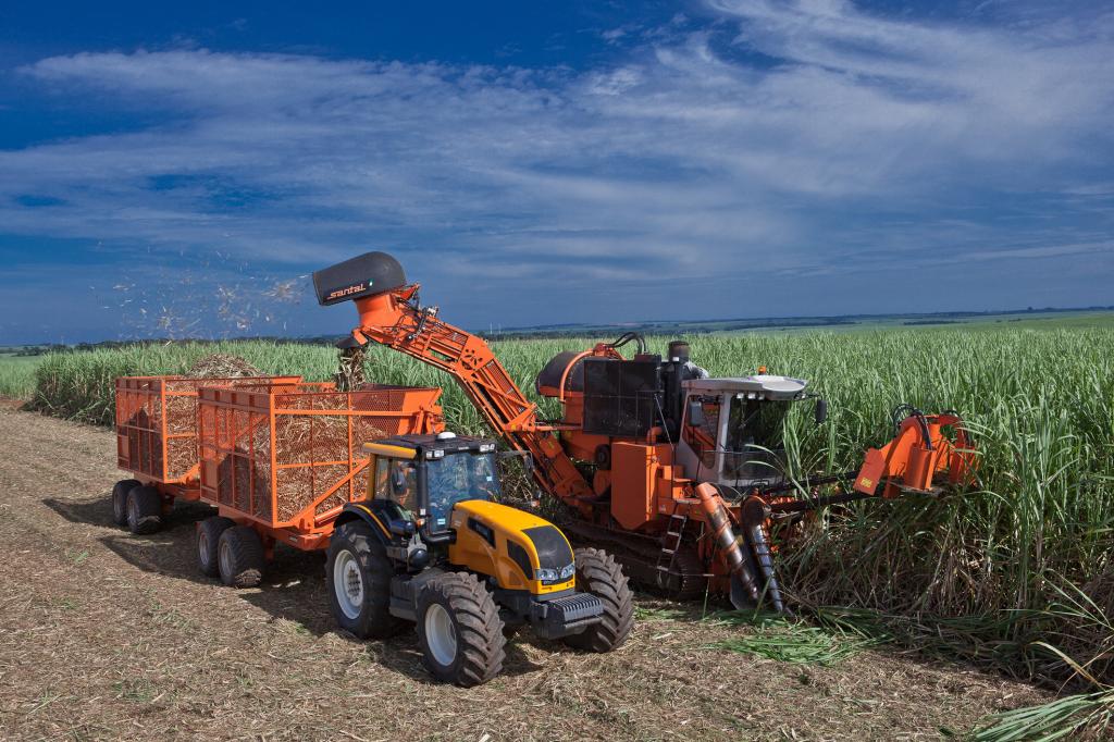 Produtores de cana de açúcar em Alagoas 