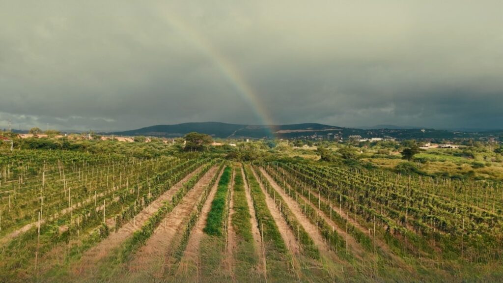 vinho gravatá